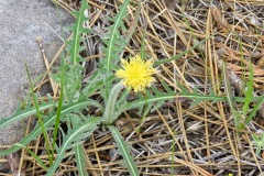 Mountain Dandelion