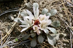 Kellogs Lewis: Found on bare  granitic gravel and volcanic soils.  Genus named after the Lewis and Clark expedition. This one off the MET