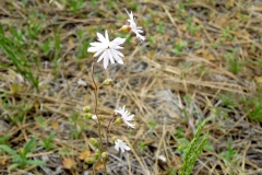Woodland Star: Early bloomer to 9000'