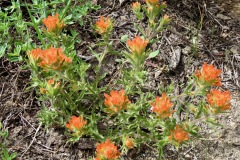 Appegate's Paintbrush: Carson Pass