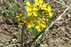 Western Wallflower: Below 13,000’ on open, dry slopes in early summer