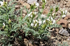 Bolanders Locoweed: Meiss west ridge