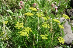 Cymopterus: West Meiss Ridge.The leaf structure helps differentiate from other similar colored plants at high altitude .