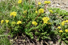 Gordon's Ivesia: West Meiss Ridge. Small star shaped flowers and tightly packed leaflets making up the basal leaves