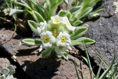 Low Cryptantha