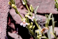 Hot Rock Penstemon