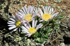 Tufted Townsends Daisy