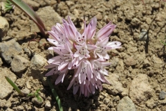 Red Sierra Onion