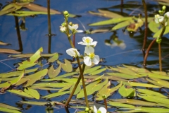 Arrowhead Water Plantain/ Meiss col: Arrowhead Plantain found in shallow marshes and ponds. The tubers were eaten by native peoples.