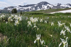 Western Blue Flag Iris with white variant