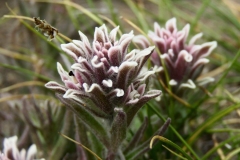 emerging Alpine Paintbrush