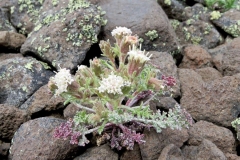 Alpine Pincushion