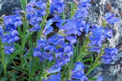 Showy Penstemon