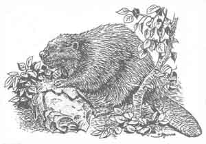 Beaver