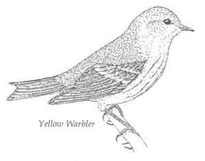 Yellow Warbler