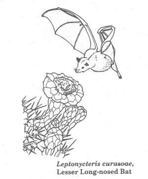 Lesser Long-nosed Bat