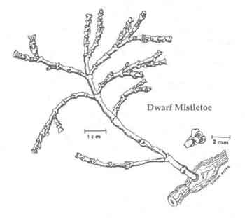 The dwarf mistletoe
