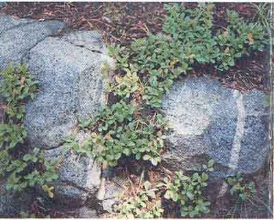 Examples of granodiorite